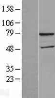 WDTC1 Human Over-expression Lysates NM_015023