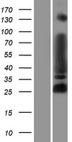 MYT1L Human Over-expression Lysates NM_015025
