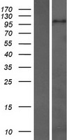 ZHX3 Human Over-expression Lysates NM_015035