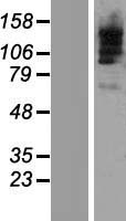 ls023061 tbc1d9b human over expression lysates nm 015043 wb testing 1