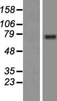 GGA2 Human Over-expression Lysates NM_015044