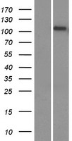 ls023065 kiaa0090 emc1 human over expression lysates nm 015047 wb testing 1