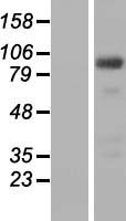 FTSJD2 (CMTR1) Human Over-expression Lysates NM_015050