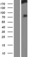 ls023072 hecw1 human over expression lysates nm 015052 wb testing 1