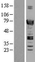 ls023075 swap70 human over expression lysates nm 015055 wb testing 1