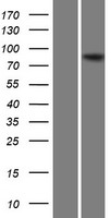 ls023076 rrp1b human over expression lysates nm 015056 wb testing 1