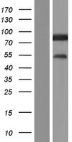 ls023080 avl9 human over expression lysates nm 015060 wb testing 1