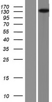 ls023085 erc1 human over expression lysates nm 178040 wb testing 1