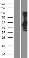 ls023089 peg10 human over expression lysates nm 001184962 wb testing 2