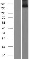 ZNF423 Human Over-expression Lysates NM_015069
