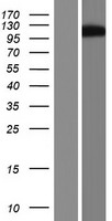 GRAF (ARHGAP26) Human Over-expression Lysates NM_015071
