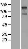 KIF1B Human Over-expression Lysates NM_183416