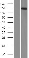 MCF2L2 Human Over-expression Lysates NM_015078