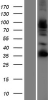 FSTL4 Human Over-expression Lysates NM_015082