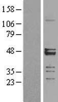 MRPS27 Human Over-expression Lysates NM_015084