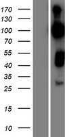 ls023108 rap1gap2 human over expression lysates nm 015085 wb testing 1