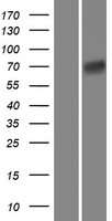 ls023109 dendrin ddn human over expression lysates nm 015086 wb testing 1