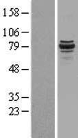 ls023111 spart human over expression lysates nm 015087 wb testing 1