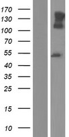 ls023114 neurofascin nfasc human over expression lysates nm 001160331 wb testing 1