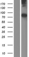 ls023114 neurofascin nfasc human over expression lysates nm 001160333 wb testing 3