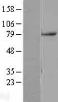 TAB2 Human Over-expression Lysates NM_015093