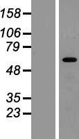 HIC2 Human Over-expression Lysates NM_015094