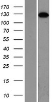 ls023137 smc5 human over expression lysates nm 015110 wb testing 1