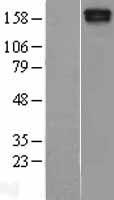 MAST205 (MAST2) Human Over-expression Lysates NM_015112