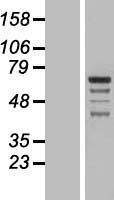 ls023151 gramd4 human over expression lysates nm 015124 wb testing 1