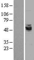 ls023157 septin6 human over expression lysates nm 015129 wb testing 2
