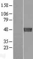 ls023157 septin6 human over expression lysates nm 145799 wb testing 1