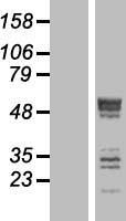ls023157 septin6 human over expression lysates nm 145800 wb testing 3