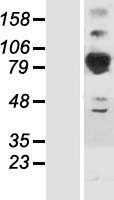 ls023157 septin6 human over expression lysates nm 145802 wb testing 4