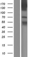 TBC1D9 Human Over-expression Lysates NM_015130