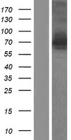 ls023163 gga3 human over expression lysates nm 001172704 wb testing 2