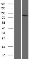 ls023163 gga3 human over expression lysates nm 138619 wb testing 3