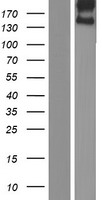 stabilin1 (STAB1) Human Over-expression Lysates NM_015136