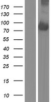ls023167 efr3a human over expression lysates nm 015137 wb testing 1