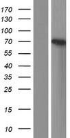 RTF1 Human Over-expression Lysates NM_015138