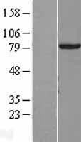 TTLL12 Human Over-expression Lysates NM_015140