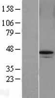ls023172 abraxas2 human over expression lysates nm 032182 wb testing 1