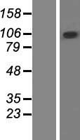 ls023174 zcchc14 human over expression lysates nm 015144 wb testing 1