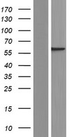 Septin 8 (SEPT8) Human Over-expression Lysates NM_001098811