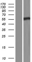 Septin 8 (SEPT8) Human Over-expression Lysates NM_015146
