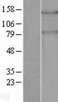 ls023178 pask human over expression lysates nm 015148 wb testing 1