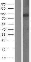 RGL1 Human Over-expression Lysates NM_015149