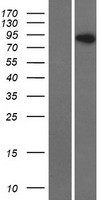 RFTN1 Human Over-expression Lysates NM_015150