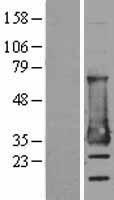 ls023184 mesd human over expression lysates nm 015154 wb testing 1