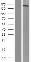 ls023187 phldb1 human over expression lysates nm 015157 wb testing 1