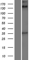 ANKRD15 (KANK1) Human Over-expression Lysates NM_015158
